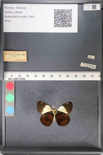 Media type: image;   Entomology 131716